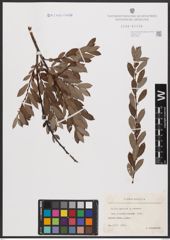 Foto von Salix aurita L. x Salix repens L.